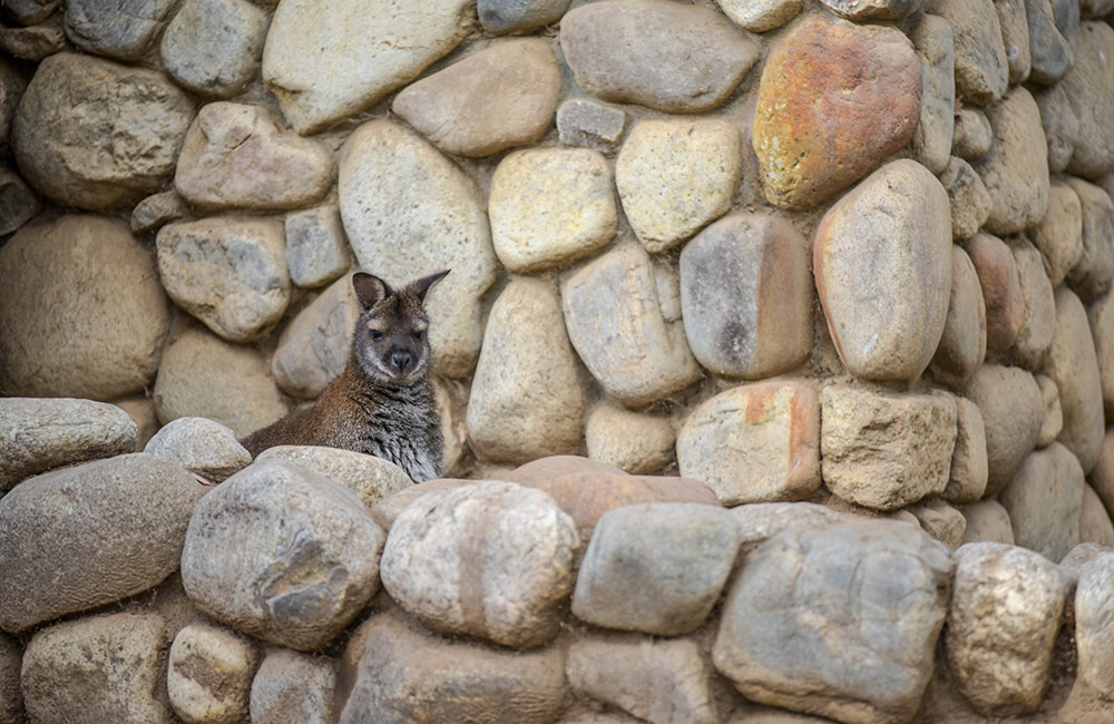 Bennett's Wallaby