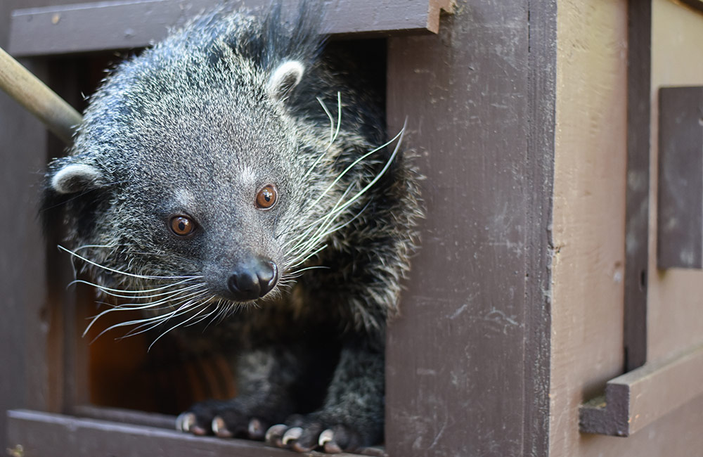 Binturong