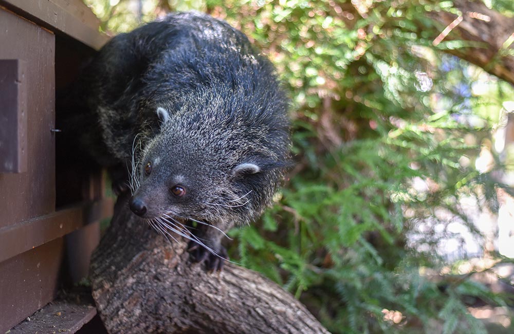 Binturong