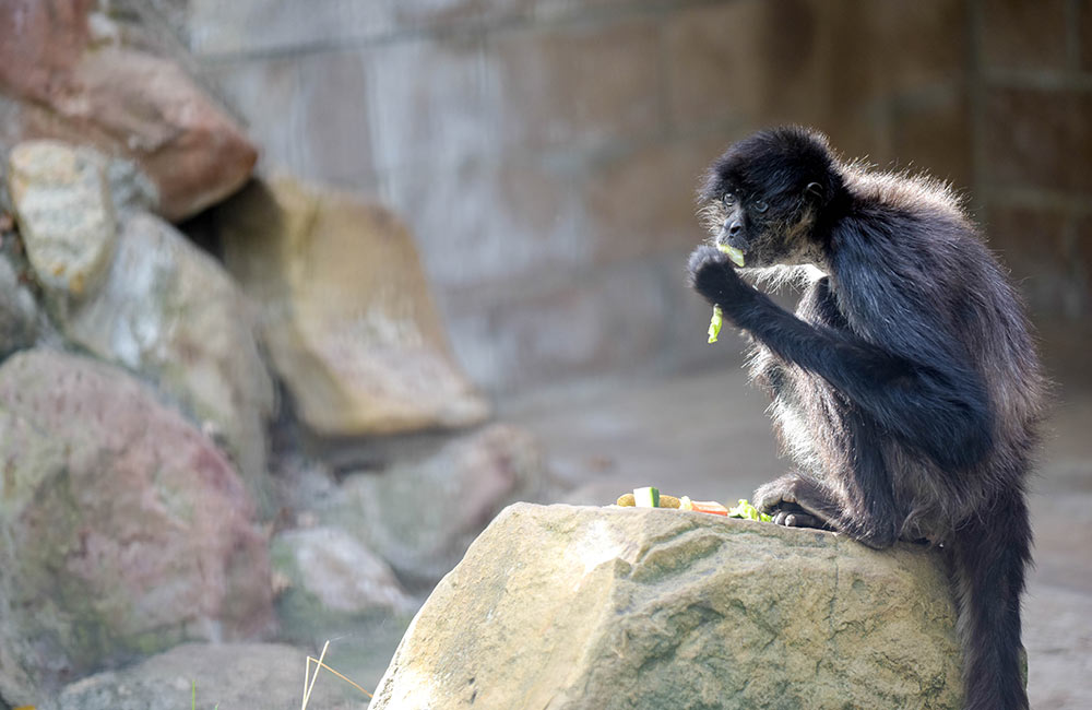 Black-Handed Spider Monkey