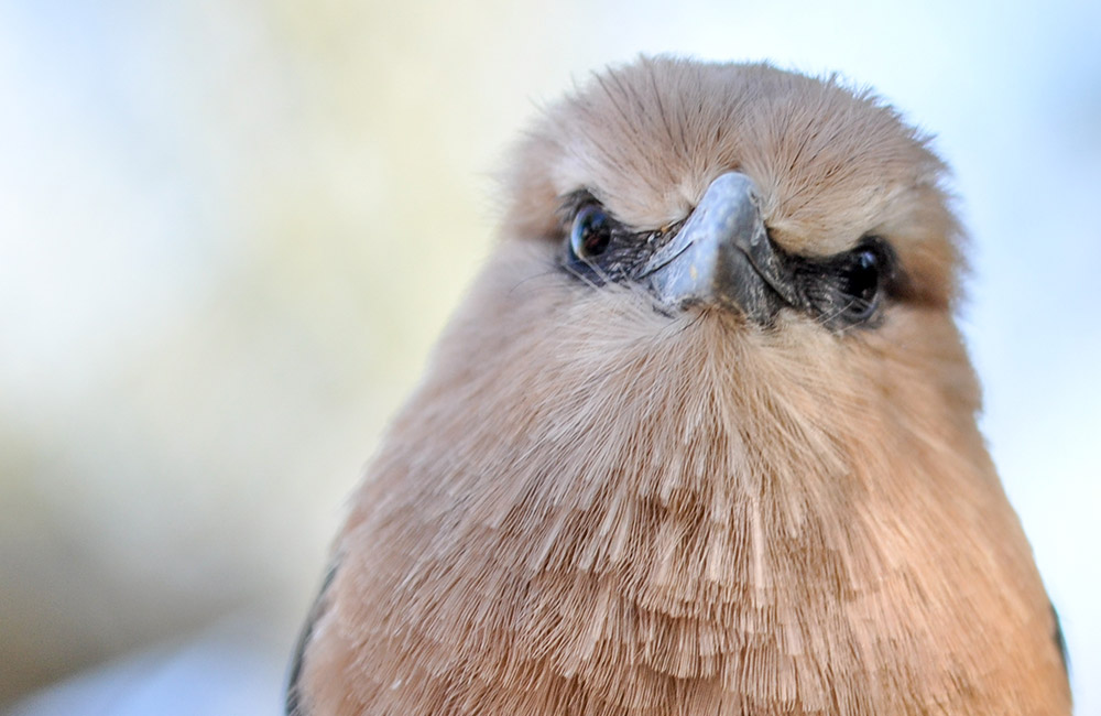 Blue Bellied Roller