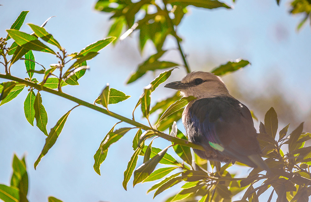 Blue Bellied Roller