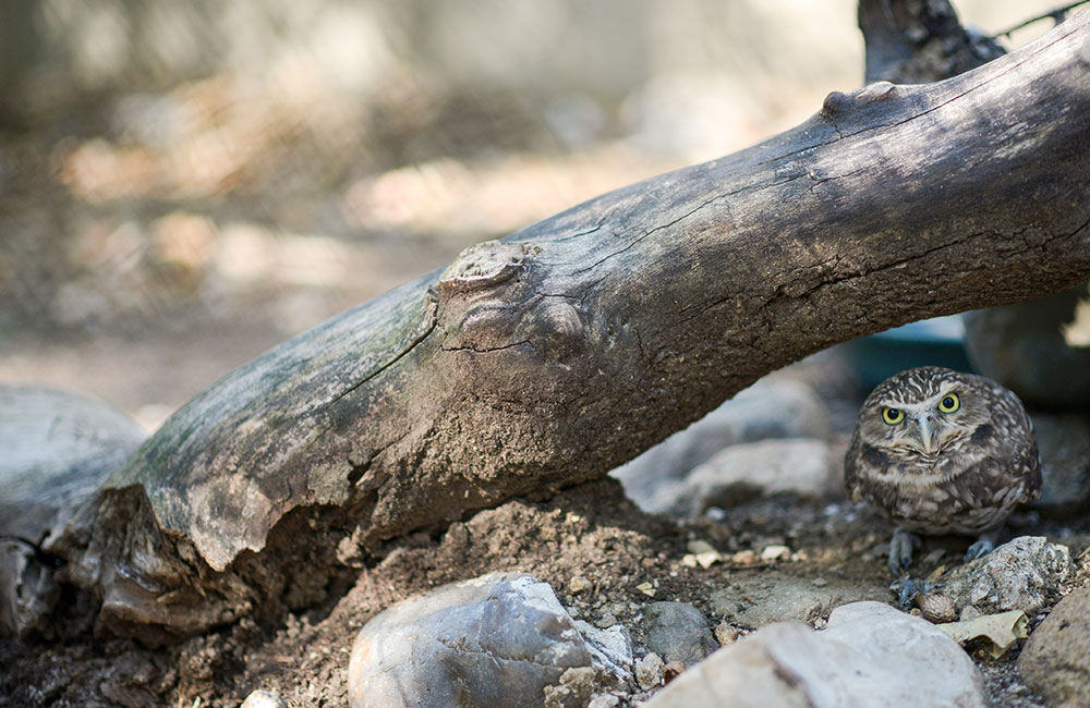 Burrowing Owl