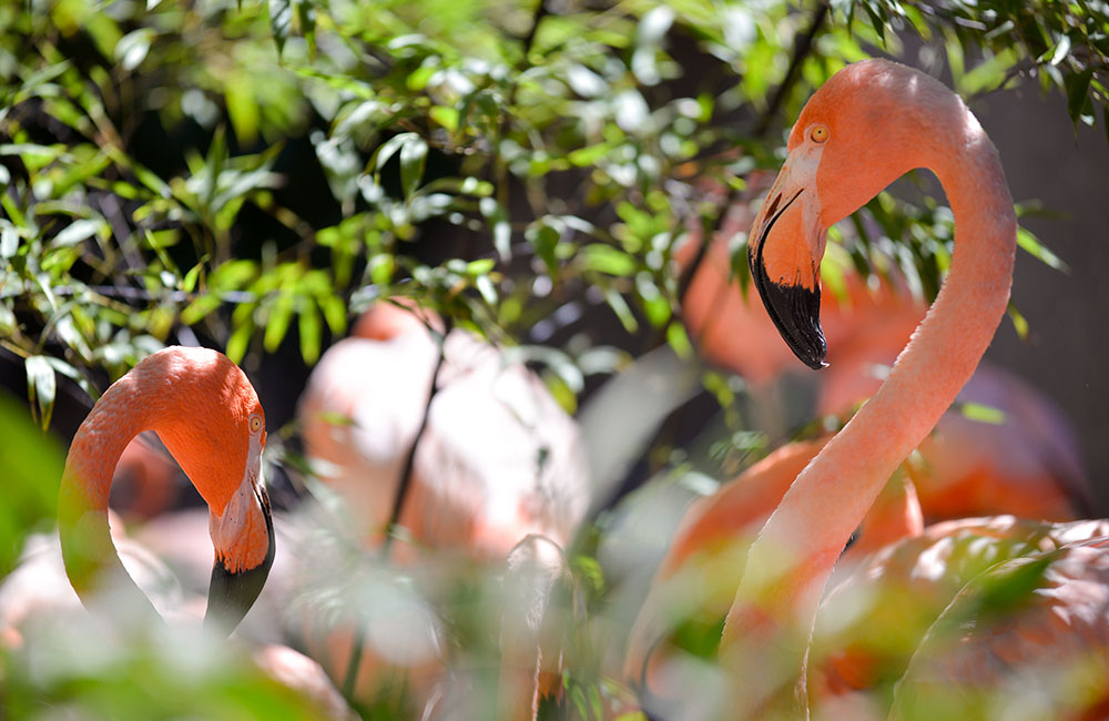 Caribbean Flamingo