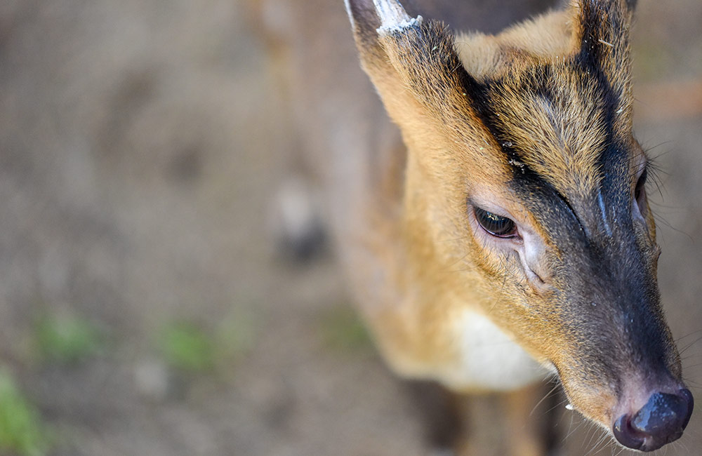 Chinese Muntjac