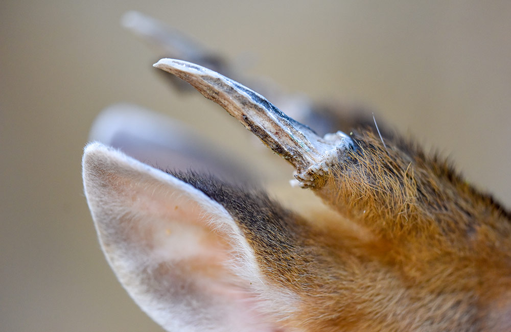 Chinese Muntjac