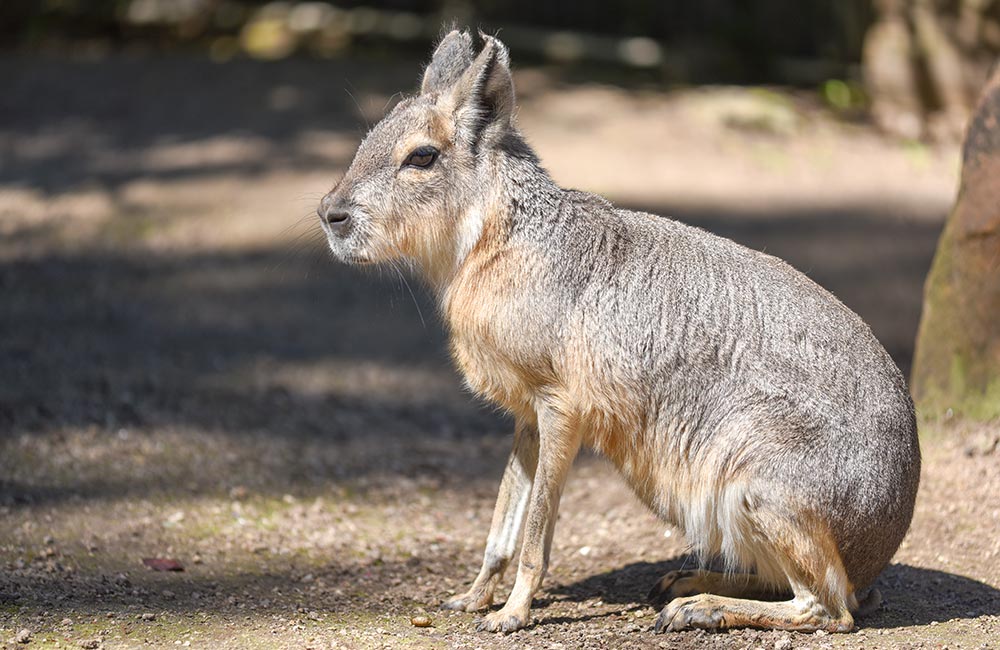 Patagonian Cavy (Mara)