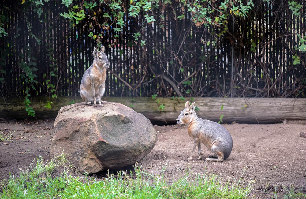 Patagonian Cavy (Mara)