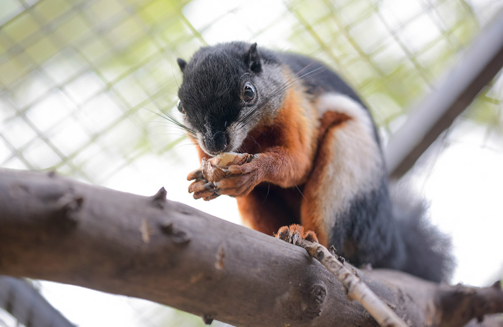 Prevost's Squirrel