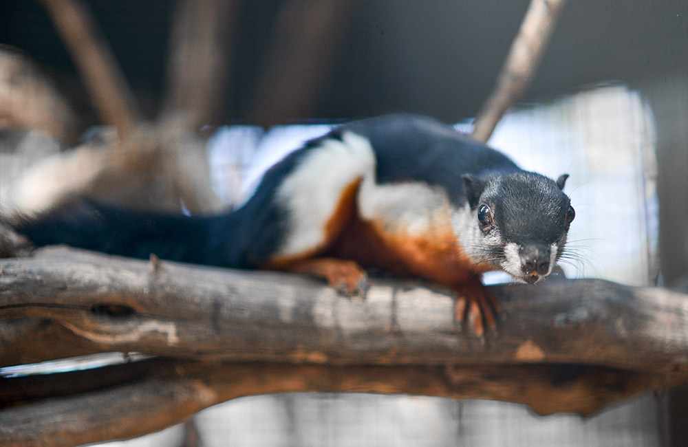 Prevost's Squirrel