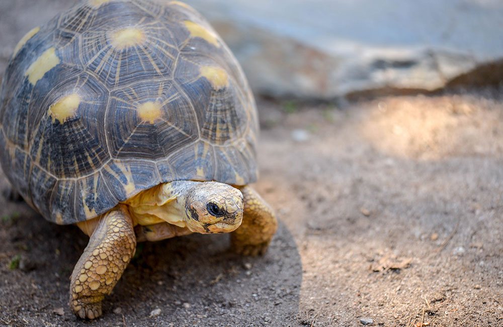 Radiated Tortoise