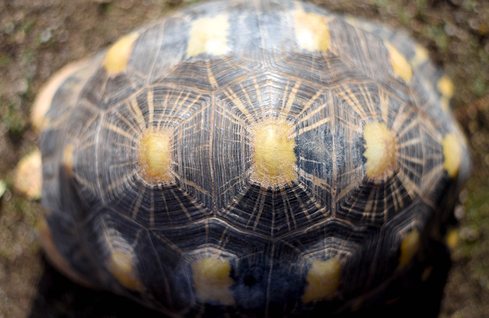 Radiated Tortoise