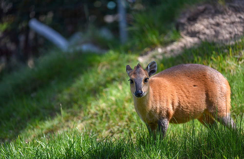 Red-Flanked Duiker