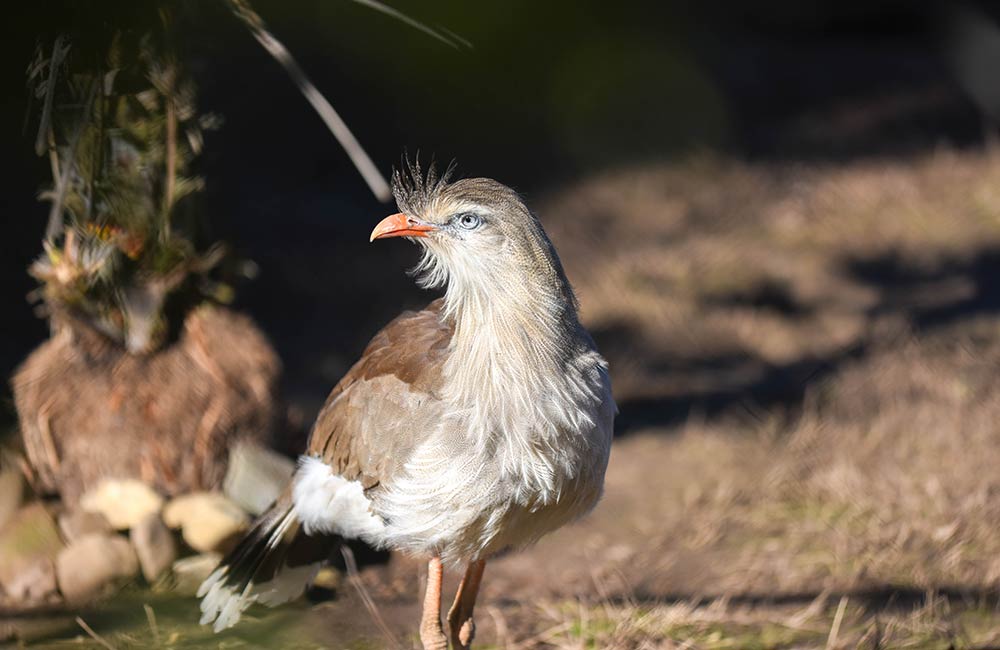Red-Legged Seriema
