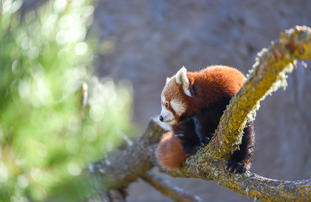 Red Panda