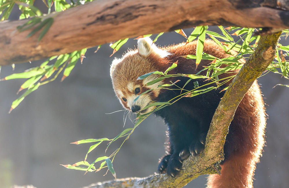 Red Panda