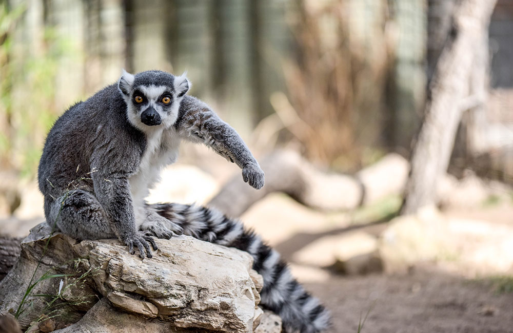 Ring-Tailed Lemur