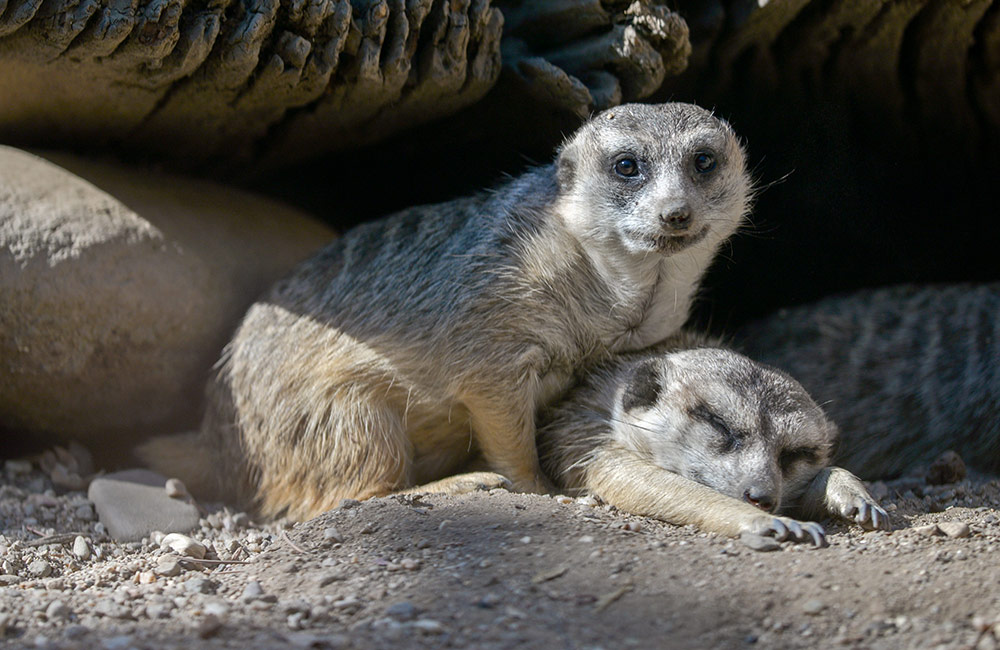 Slender-Tailed Meerkat