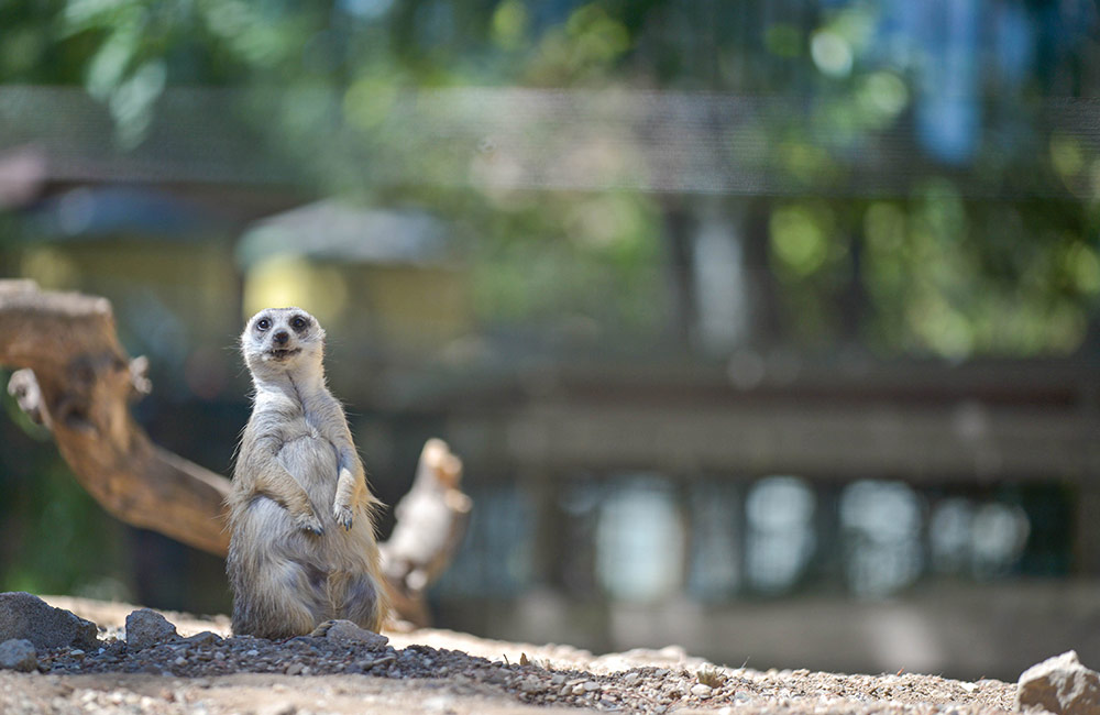Slender-Tailed Meerkat