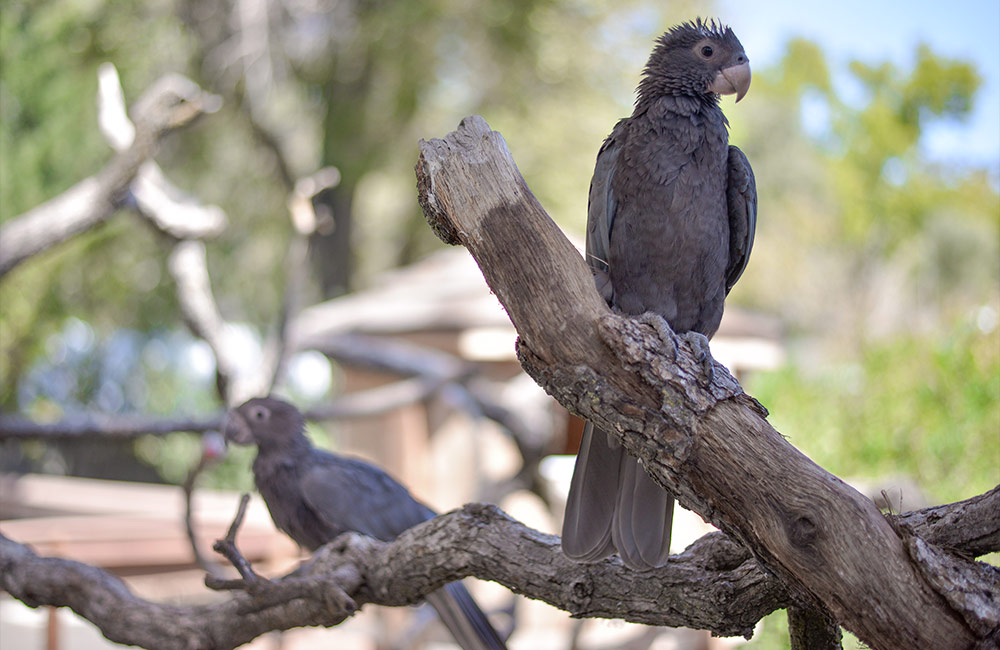 Vasa Parrot