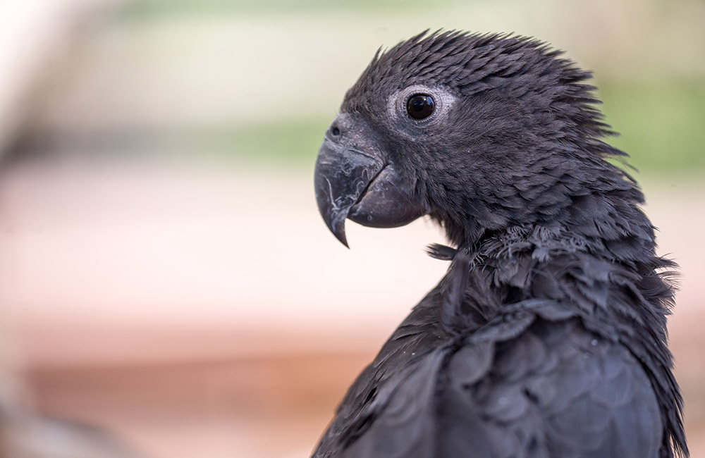 Vasa Parrot