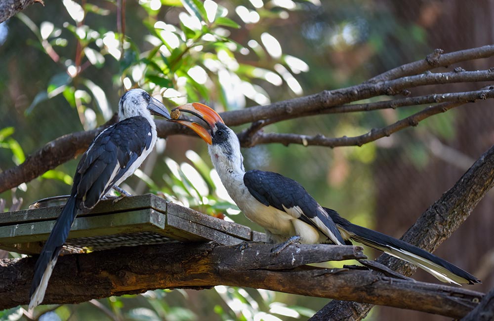 Von der Decken's Hornbill
