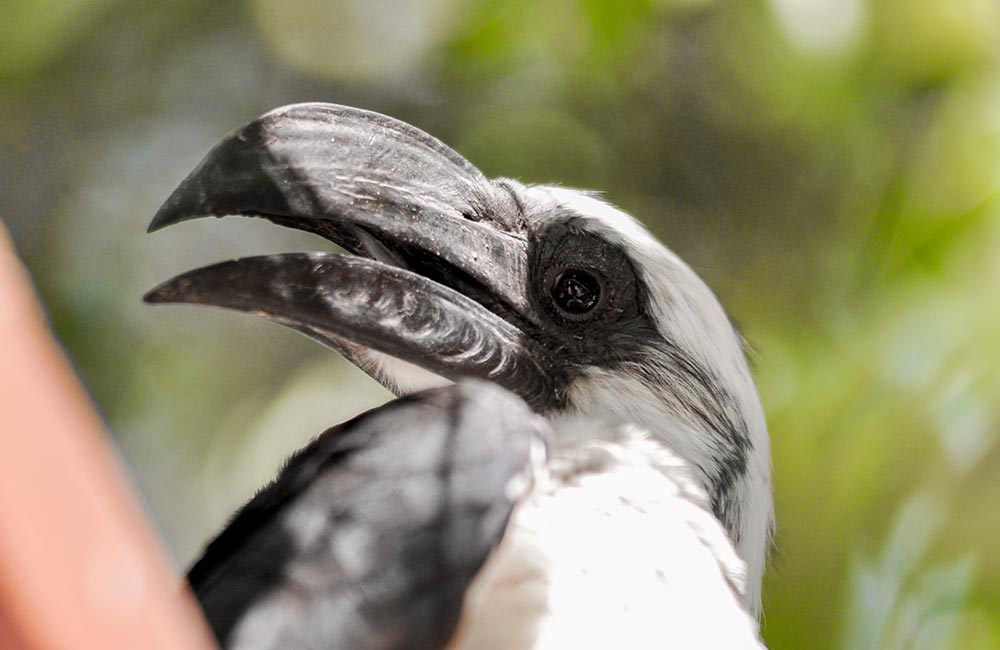 Von der Decken's Hornbill