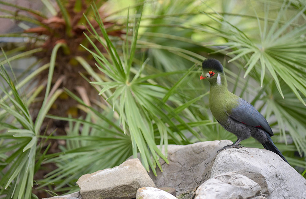 White Cheeked Turaco