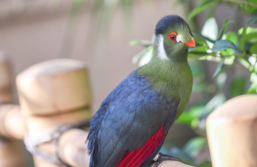 White Cheeked Turaco
