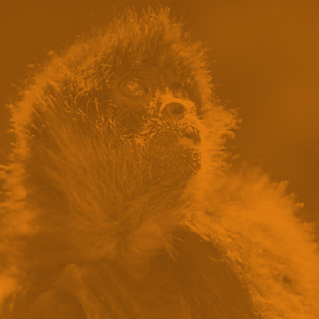 Live Cams