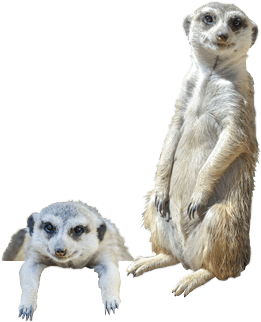Meerkats