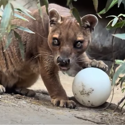 Zoo Wish List