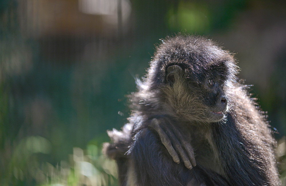 Black Handed Spider Monkey Conservation