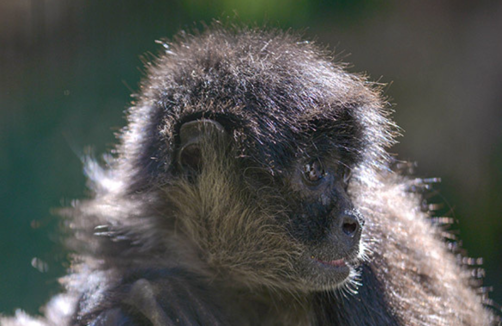 Black Handed Spider Monkey Conservation