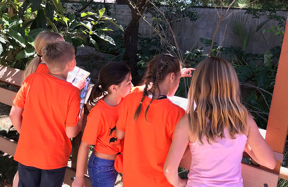 Children at zoo camp looking into an animal habitat.