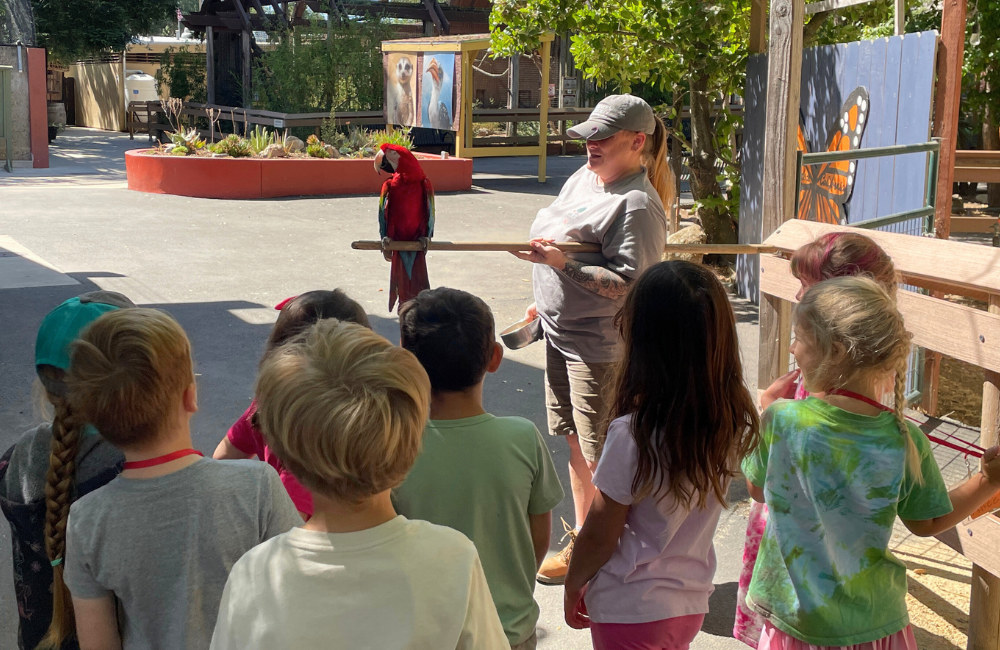 CCZ Zookeeper holding a parrot on a long pole with zoo camp children observing.