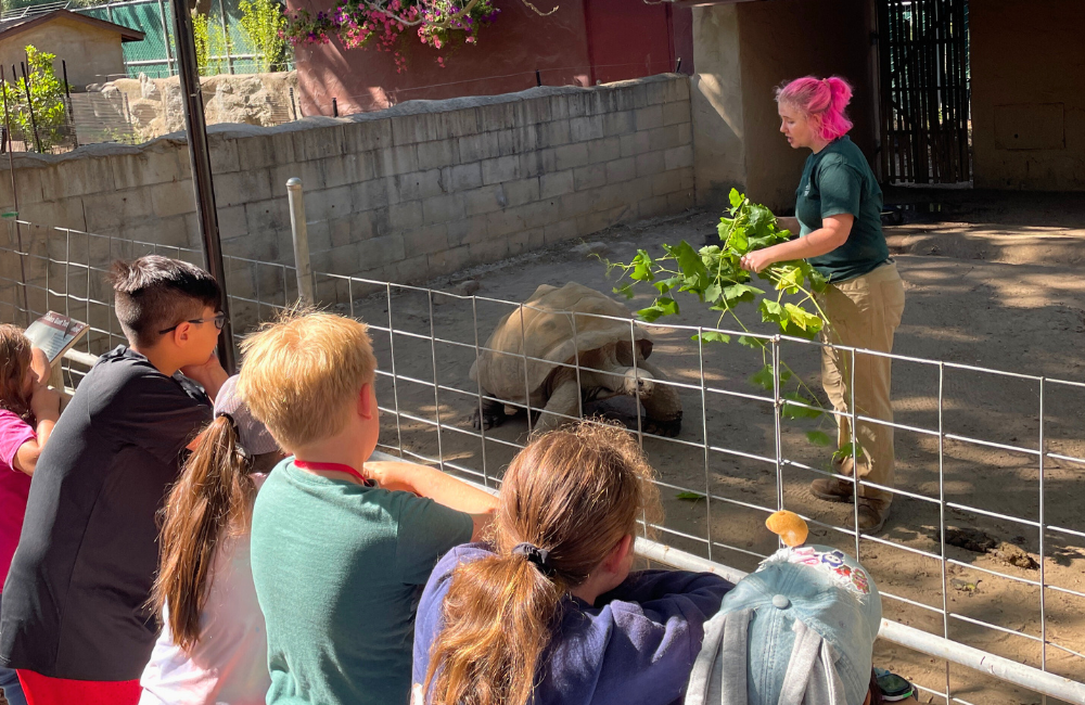 CCZ Zookeeper feeding an Aldabra tortoise with zoo camp children observing.