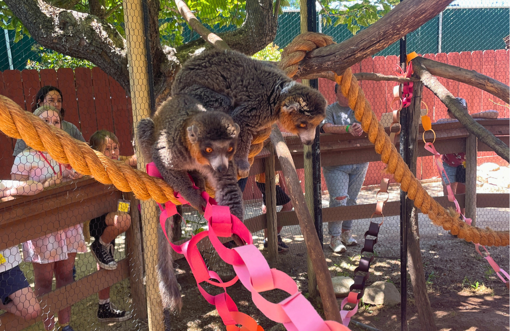 Lemurs investigating a paper chain enrichment in their habitat, while the zoo camp attendees who mad