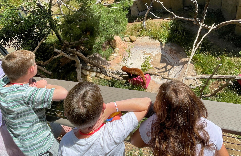 Children at zoo camp looking down from a high vantage point at a red panda below.