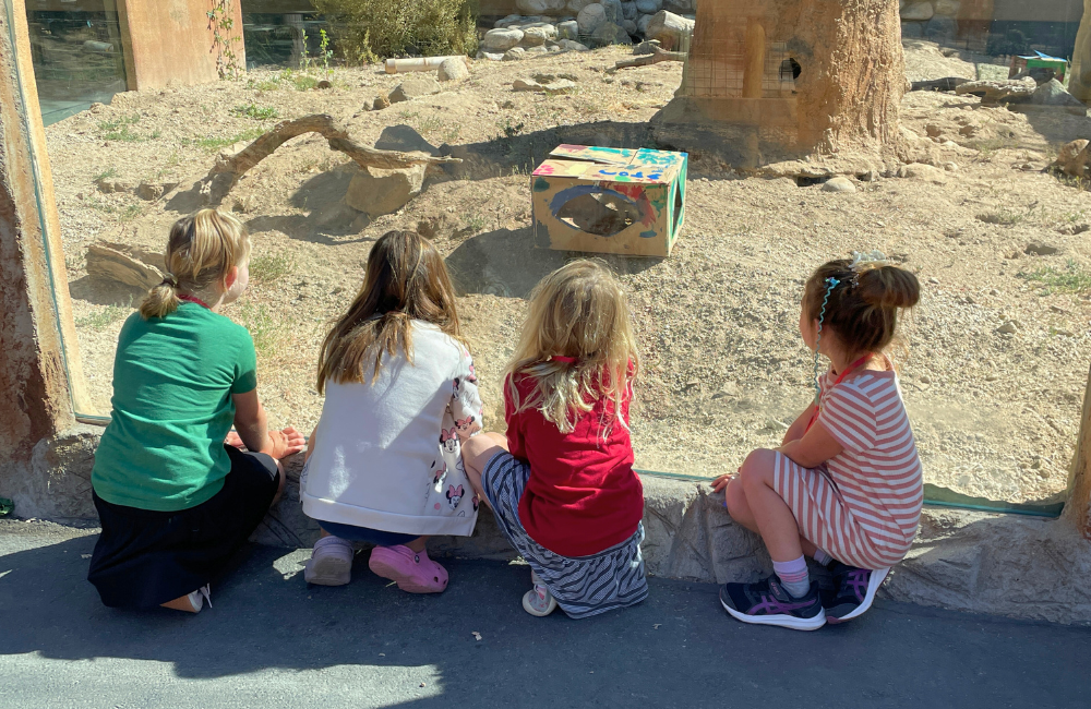 Four children sitting in a row and observing meerkats exploring a box they painted for them during z