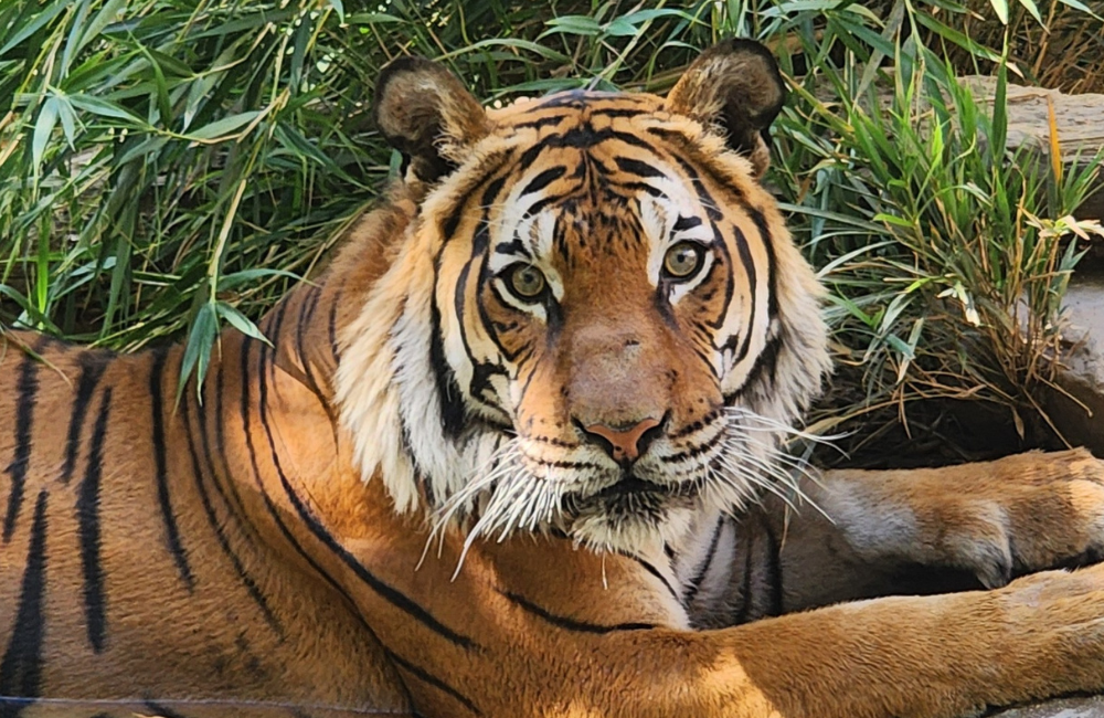 Close up on Malayan tiger, Menderu, laying down with greenery behind.