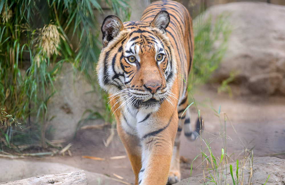 Malayan tiger Menderu walking with focused gaze directed off to the side.