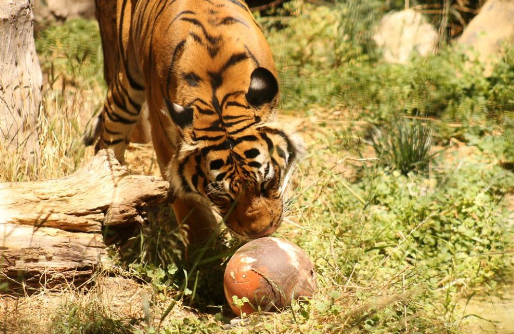Malayan tiger, Menderu, curiously engaging with an enrichment toy.