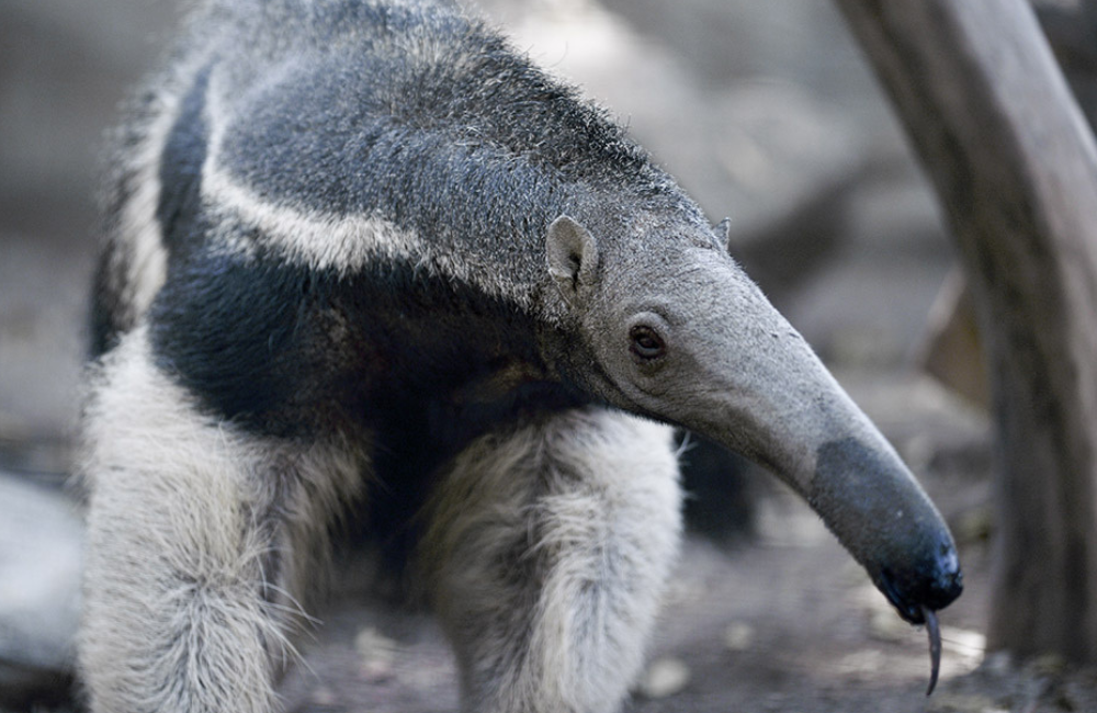 Giant Anteater Conservation