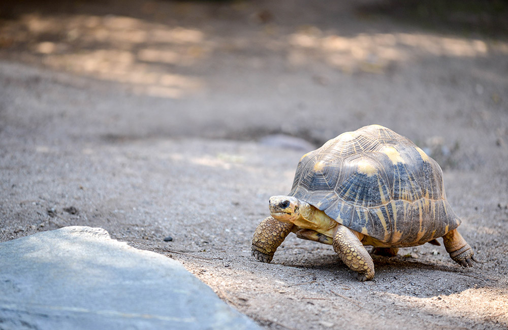 Radiated Tortoise Conservation