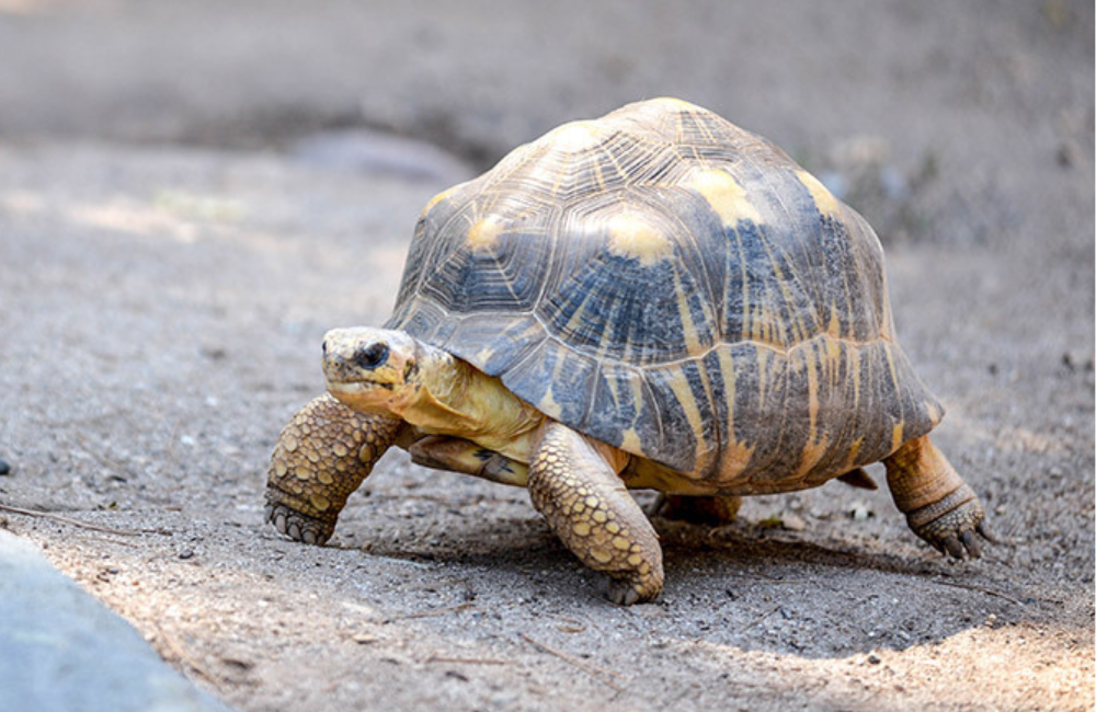 Radiated Tortoise Conservation
