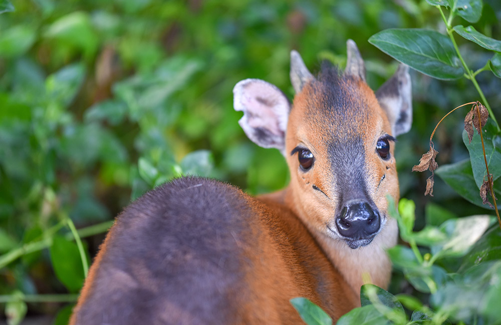 Red Flanked Duiker Conservation