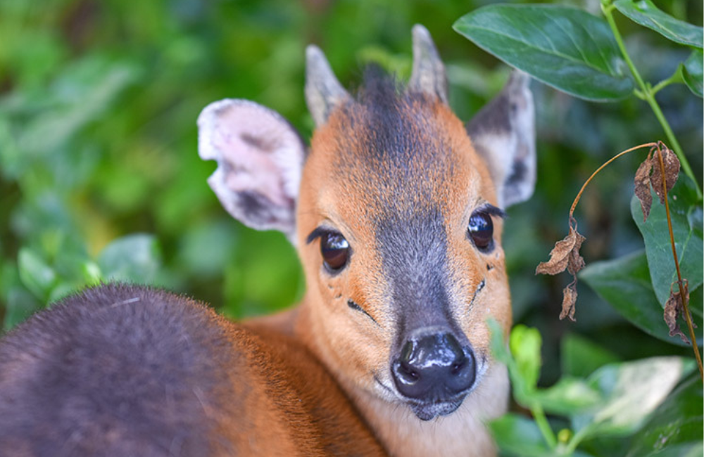 Red Flanked Duiker Conservation
