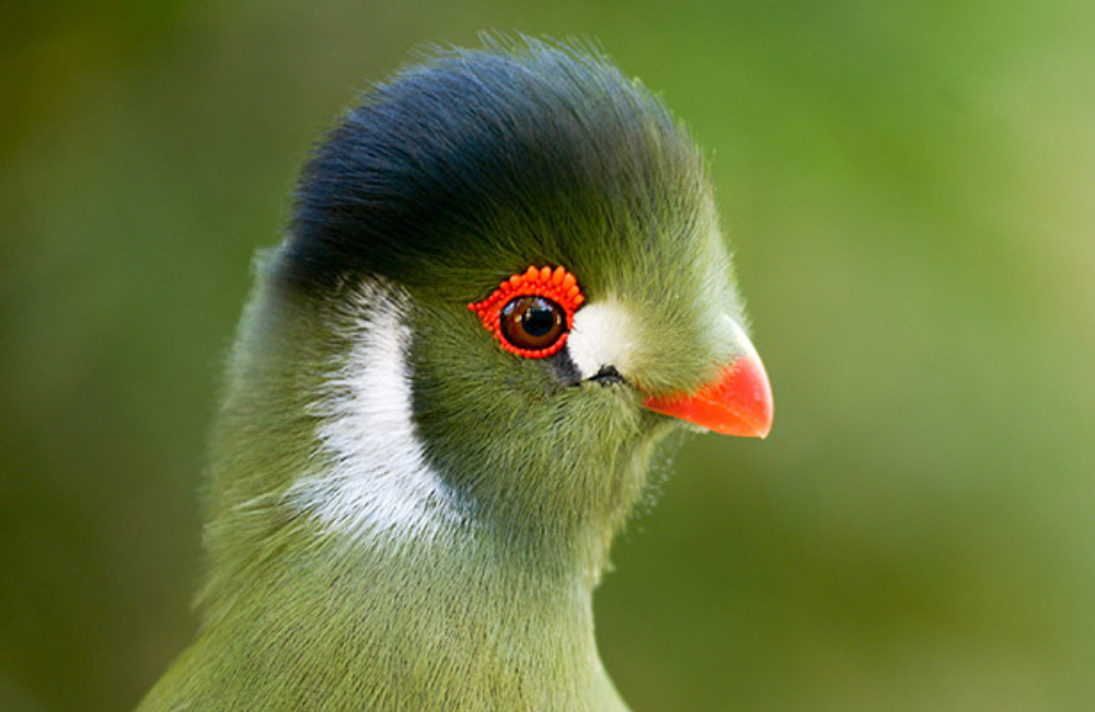 White Cheeked Turaco Conservation