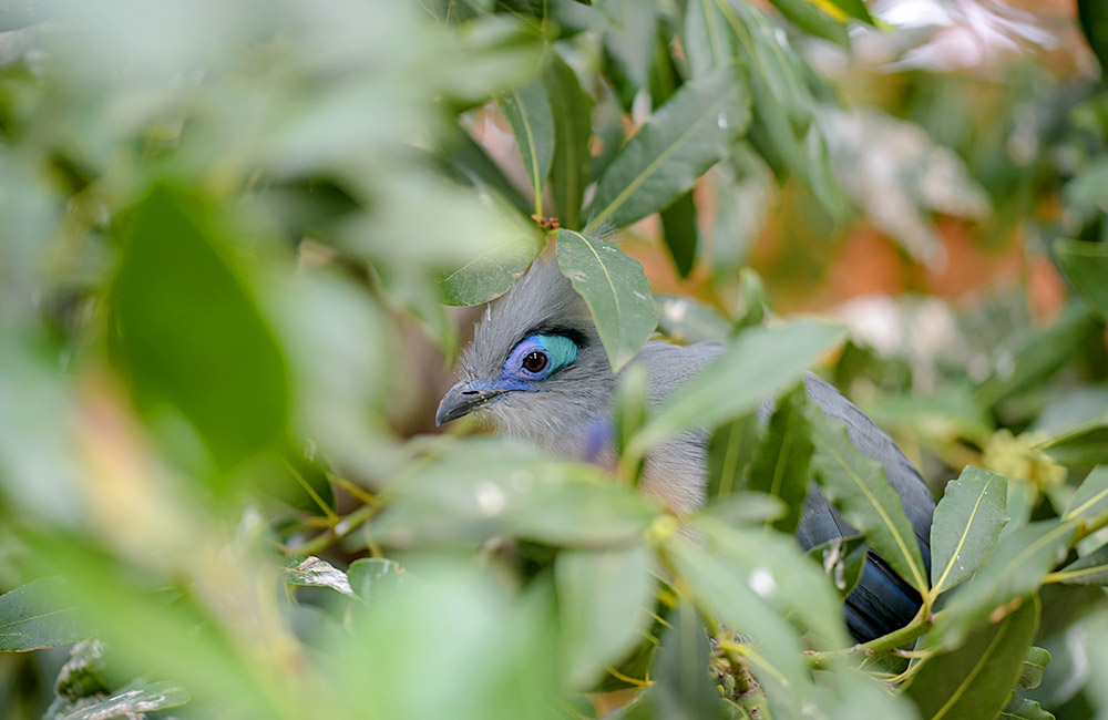 Why do Biodiversity Hotspots Matter?